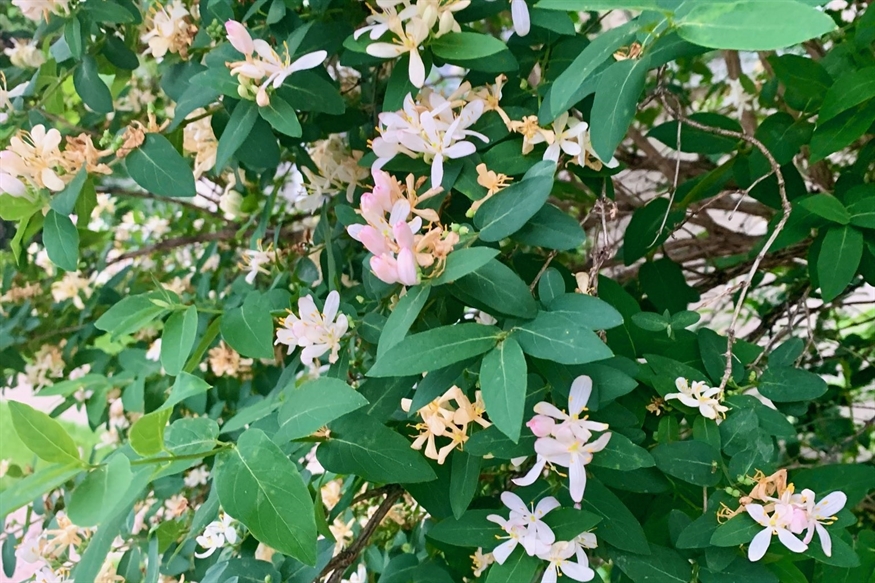 [ai] A lush green plant with clusters of white, pink, and yellow flowers among vibrant green leaves. The flowers are blooming in different stages, showcasing a mix of colors and sizes.